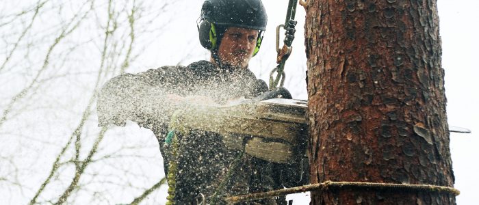 Baumpfleger - fällt - Baum - mit - Seilklettertechnik