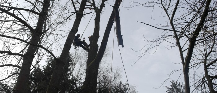 Baumstück - Seilklettertechnik
