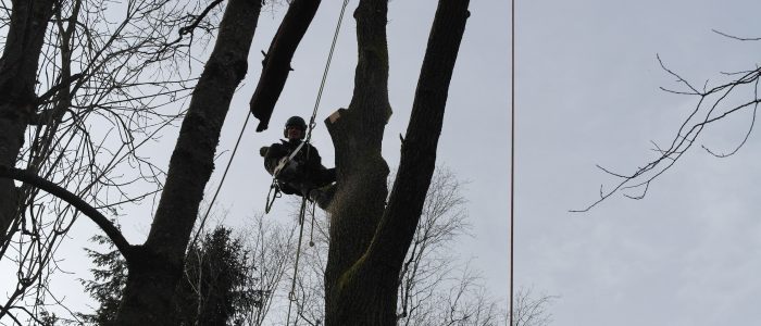 Baumfällung - Seilklettertechnik