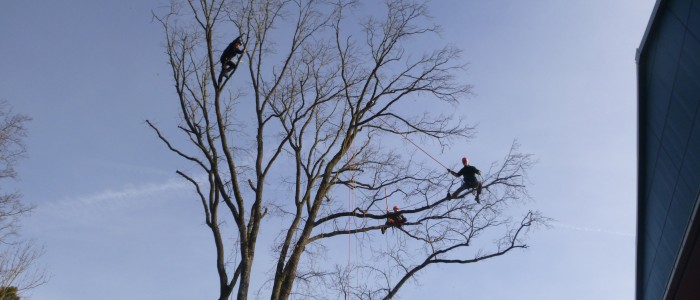 Baumpfleger - auf - Baum
