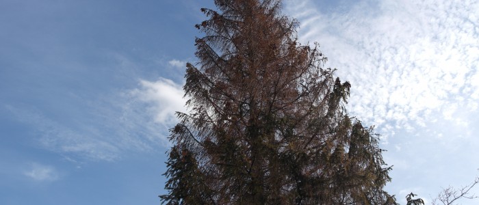 Käferbaum