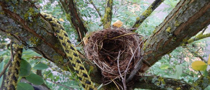 leeres Nest